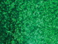 Green Spkl